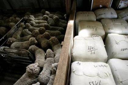 Soft wool market triggers mixed views