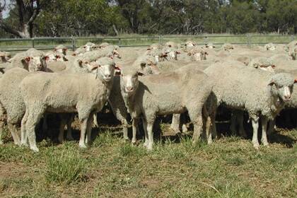 WA mutton down 37pc, but national production booms