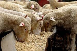 Market outlook solid for sheepmeat and wool