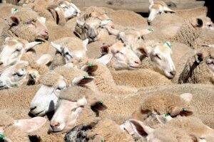 Sheep bring in dollars in Great Southern