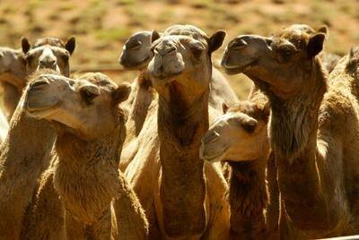 Australia’s feral camel population declining