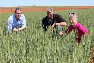 Agriculture and Food Minister Terry Redman (left), inspected a Magenta wheat crop with Harry Hyde and his wife Jane at their Dalwallinu farm last week.