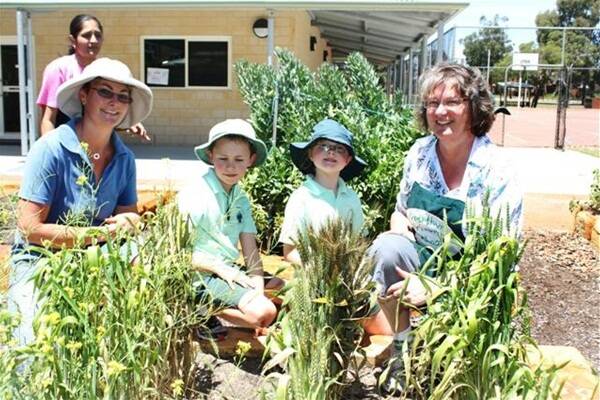 Susan Coleman (left), Zac Coleman, Aimee Moody and Dr Sue Knights inspecting their wheat crops.