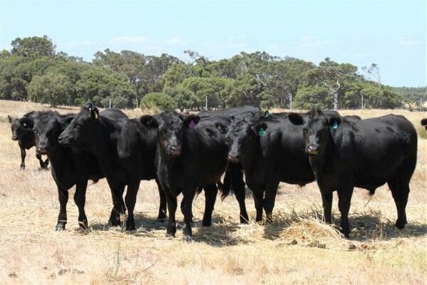 Consigning a large draft of some thick, uniformed calves from Karridale will be Frank Tomasi Nominees. The operation will put forward 100 purebred weaned Angus steers.