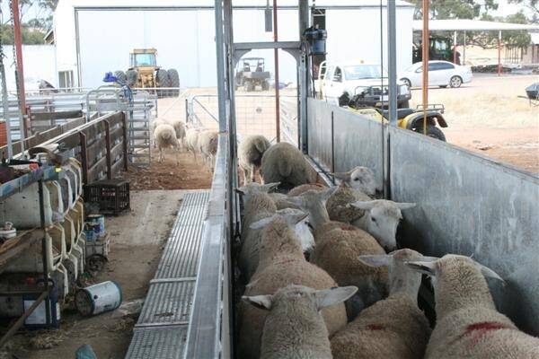 The Proway sheep bulk handler comfortably raises the sheep to waist height of the operator and they become passive, making it easy for quick and efficient animal husbandry.