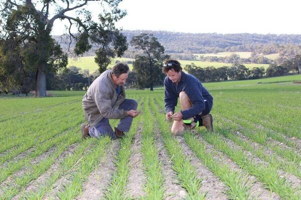  Michael (left) and Jack Wood assess the Mace wheat which they are growing for the first time on their Toodyay property. This year they had put in 160ha of wheat in order to get on top of weeds.