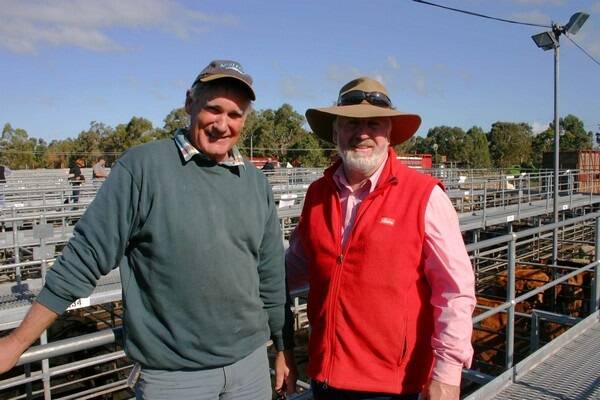 Alan Padman (left), Capel, caught up with Rob Gibbings, Elders Capel, before the sale where first-cross heifers and cows and calves were the top sellers.