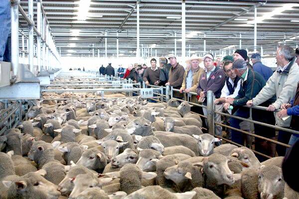 The Muchea Livestock Centre sheep selling pens were full as 21,730 sheep were penned on Tuesday.