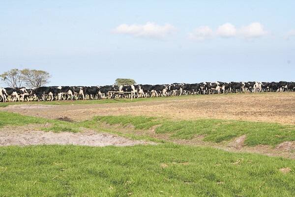 Opportunity knocks for WA dairy