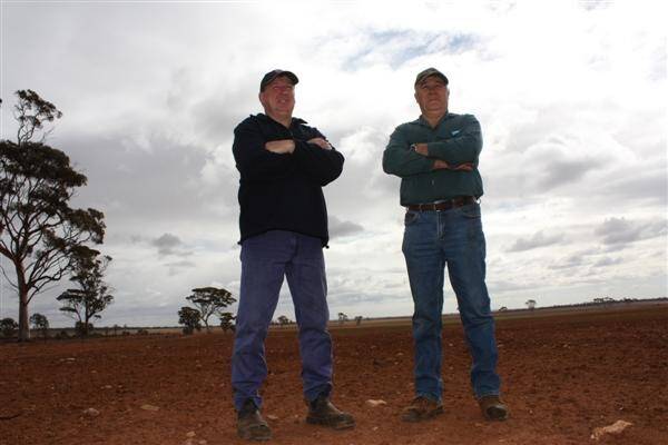 Yilgarn farmers Tony Dal Busco (left) and Ron Burro in one of Mr Dal Busco's wheat crops. It was sown in early June but had not yet germinated. Mr Dal Busco said he wasn't expecting to be able to harvest it.