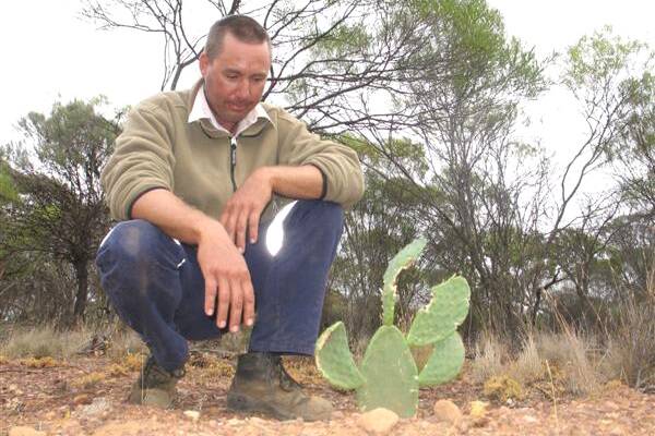 Nuffield Scholar and Canna farmer Cameron Tubby believes in assessing any potential opportunity to improve farming in low rainfall and semi-arid agriculture areas of WA. But this thornless prickly pear leaf, trialled as a fodder crop, since 2010, has proven disappointing. 