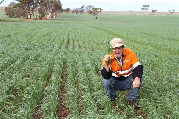 Quairading farmer Greg Richards received 28mm from last week's rain system, after recording 88mm in July. "I'm very happy with how the season is looking," he said. "Things were looking very bleak until three weeks ago. "The crops and the sheep feed paddocks were really struggling up until that point."