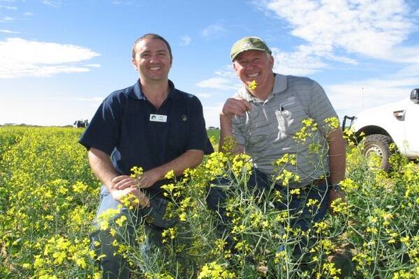 Checking out canola varieties during the Northern Agri Group's spring field day walk last week were Department of Agriculture and Food Geraldton manager Rob Grima (left) and Northam farmer and agronomist Rob Bagley.