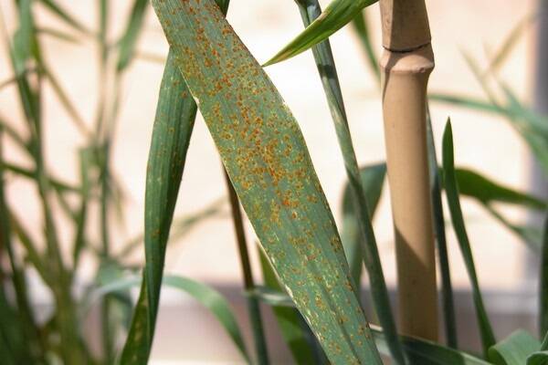 DAFWA said reports of leaf rust have been recieved.