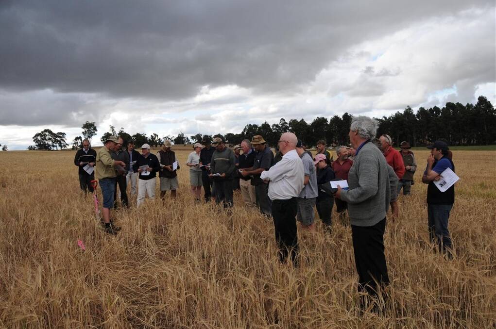 About 40 farmers travelled to Darkan to sees the results of the Hy-Lime treatments in a barley crop.
