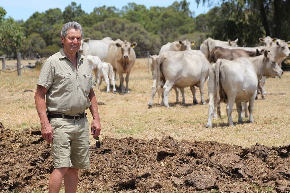 West Pinjarra producer Roy Christmass has been breeding Murray Greys for 10 years 