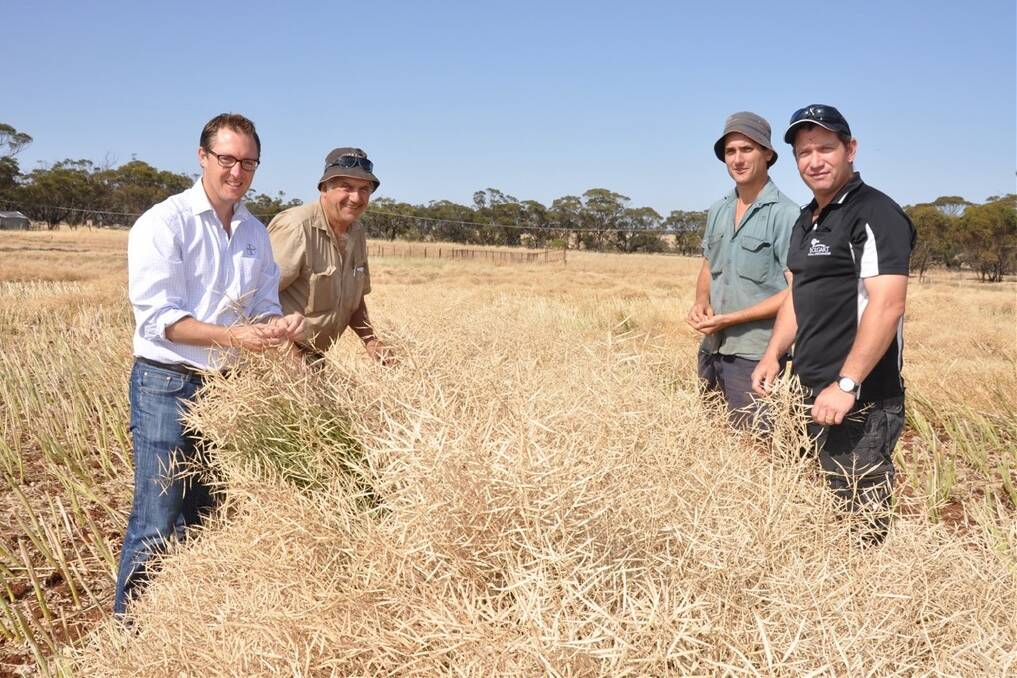 Bayer WA canola market development agronomist David Peake (left), Bolgart growers Geoff and Edward Ludemann and Lester Snooke, Bolgart Rural, sample a windrow of the new IH 30 RR hybrid canola variety in a demonstration on the Ludemann's 'Fernlea' property.