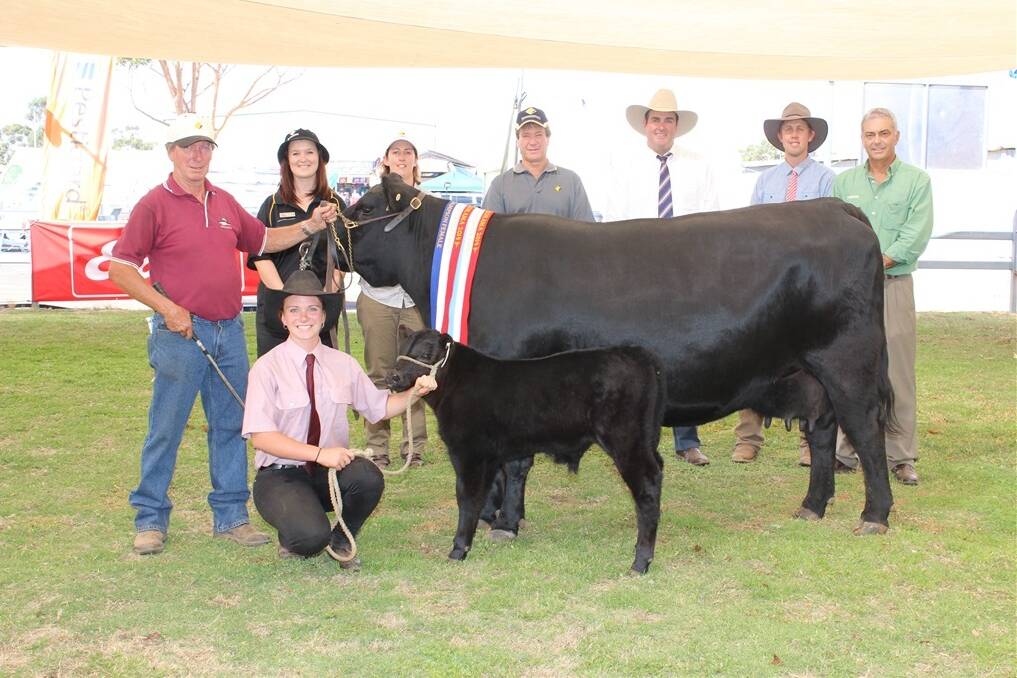 Collegian Wilcoola B46 exhibited by the Collegian Angus stud, Narrogin, took out the supreme cattle exhibit, champion interbreed female, grand champion and champion female (any other breed British) at last week's Commonwealth Bank cattle expo at the 2014 Wagin Woolorama.