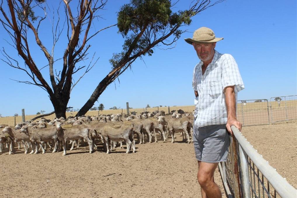 Quairading farmer Greg Richards was part of a small group of farmers to breed Awassi sheep tailored toward the Middle East live export market. After the ban, the family decided to use Poll Dorset rams over their Merino ewes.