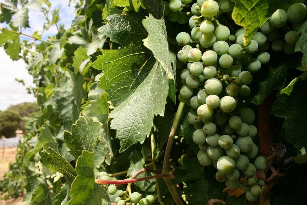 Catania questions grape import need
