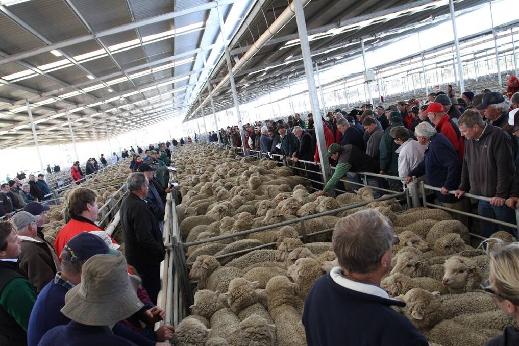 Prices hit a high of $172.50 for ewes and $160.50 for wethers at last week's Combined Agents Katanning June Special Sheep Sale.