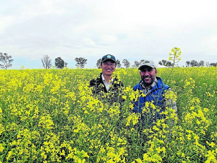 Checking one of the canola trials at the WANTFA field day were Heping Zhang (left), CSIRO, and Yaseen Khalil, who has been working at the International Centre for Agricultural Research in Dry Areas (ICARDA), Syria, but is now a PhD student at UWA. 