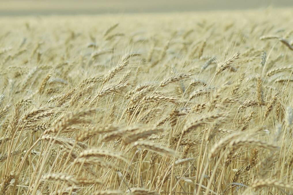 Masterlist gets 11 new wheat varieties