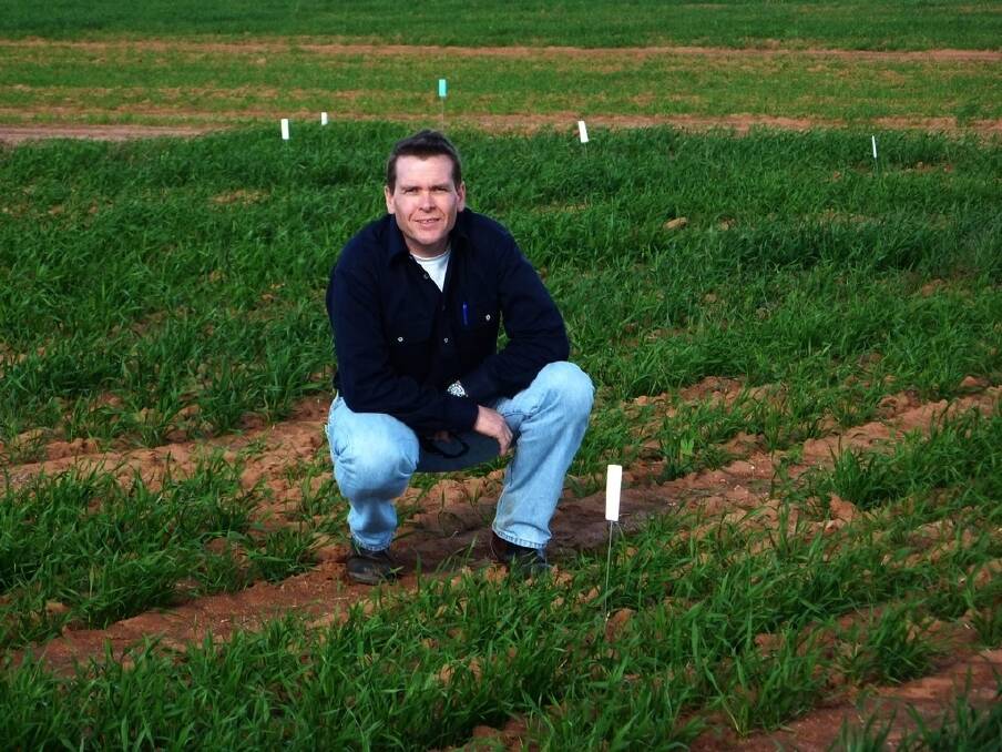 Department of Agriculture and Food senior research officer Michael Francki is leading research to identify the combination of genes that will increase resistance to the significant wheat fungal disease stagnospora nodorum blotch.
