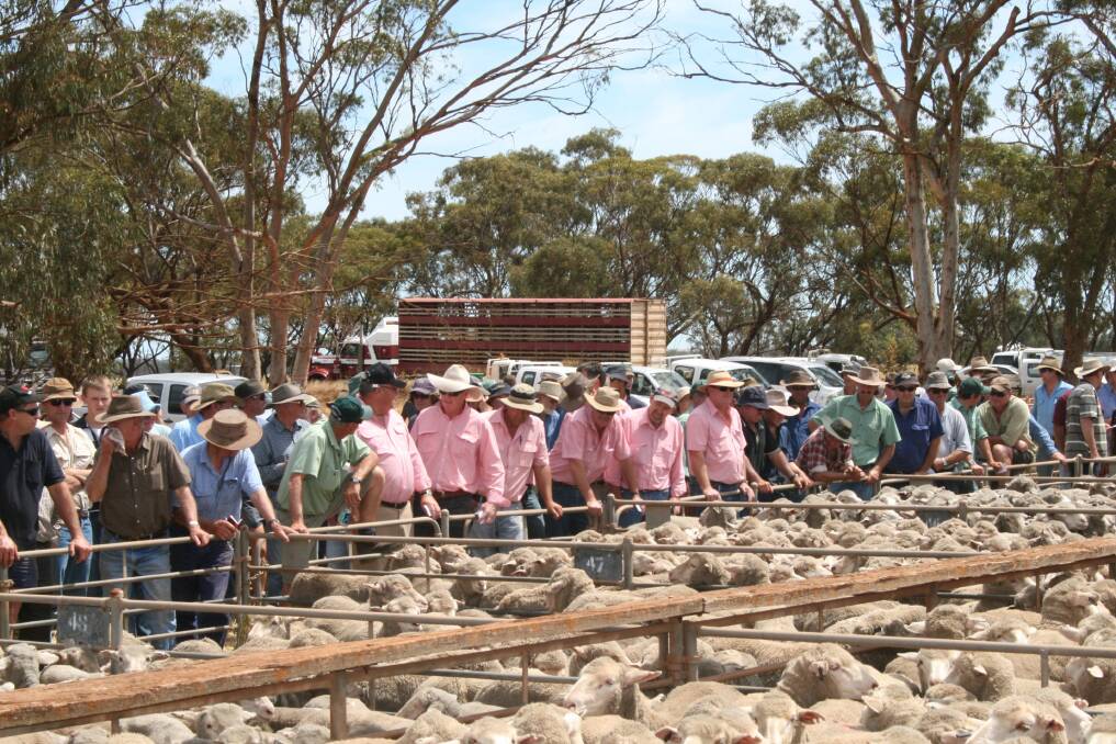 Highlight year for sheep industry