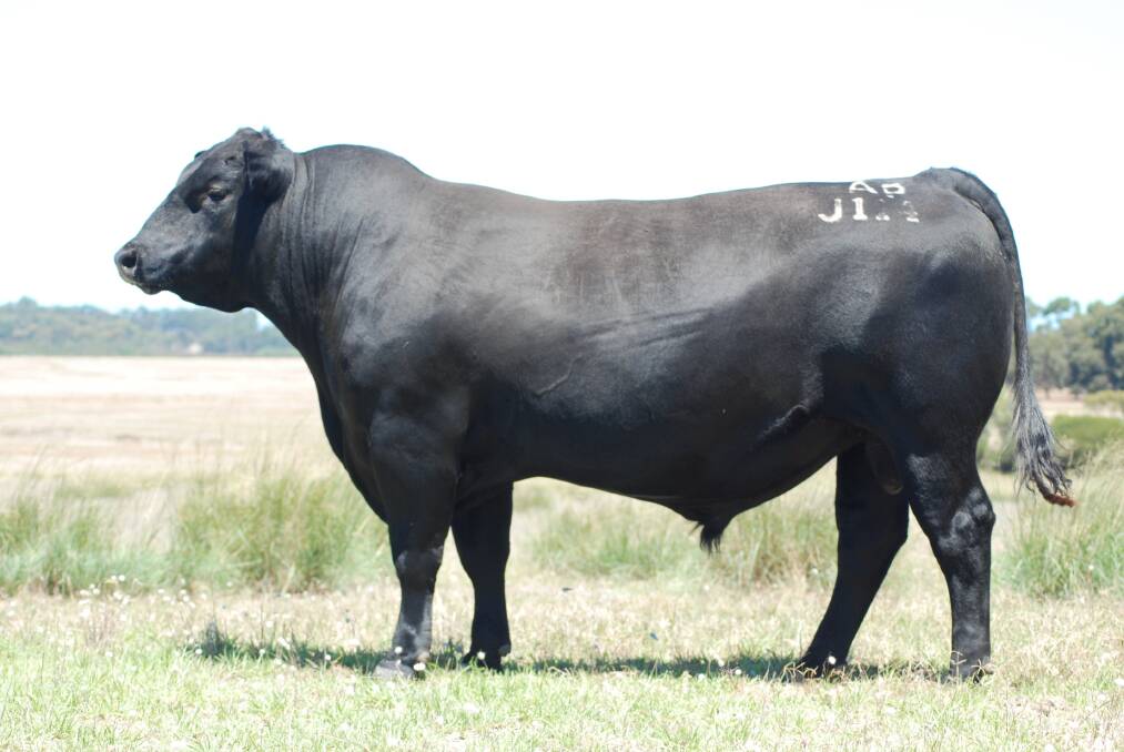 This bull, Allegria Park J114, sold for an undisclosed price to Black Market Angus stud, Donnybrook, in a private deal.