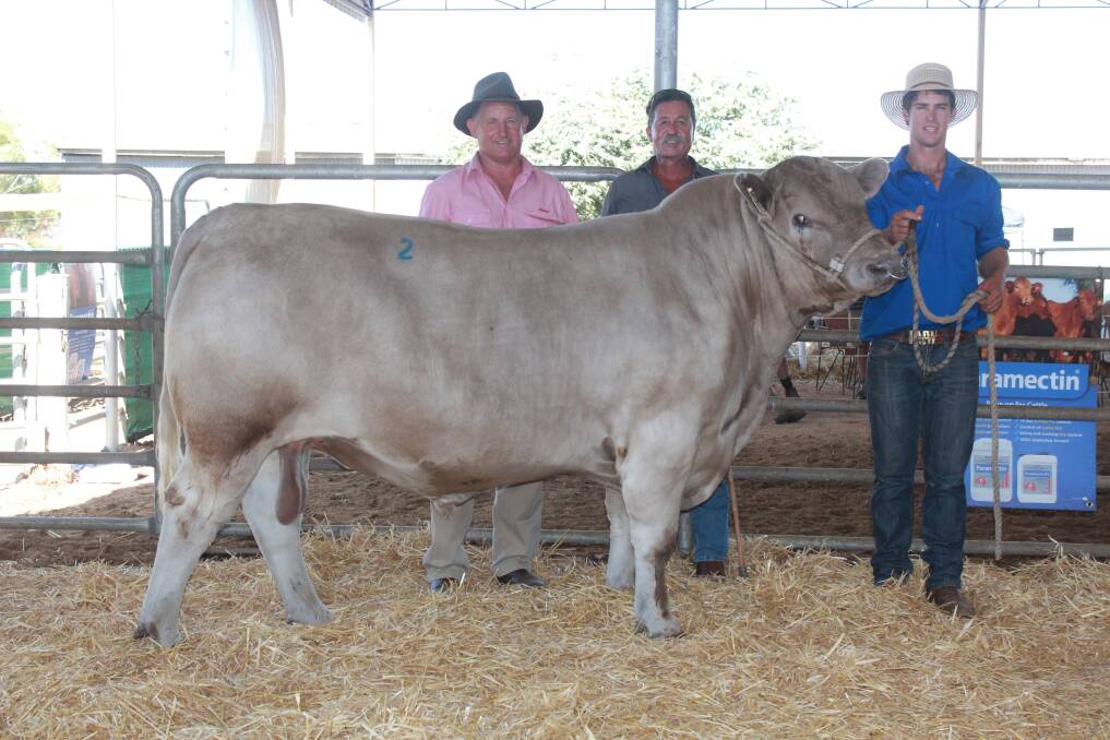 Elders stud stock representative Russell McKay (left), equal top-priced bull buyer Gers Gerschwitz, Behind the Wire, Esperance and Southend Murray Grey stud principal Kurt Wise with one of the $10,500 equal top-priced bull at the Southend Murray Grey stud on-property bull sale last week at Katanning.