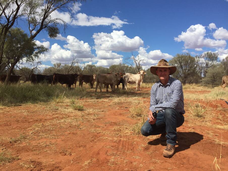 Pastoral production officer at the Northern Territory Department of Primary Industries and Fisheries, Chris Materne, with steers in a producer demonstration trial near Alice Springs.