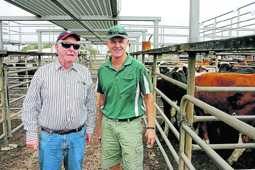 Dr John Rosenthal (left), Yornup, at the Manjimup sale with Jock Embry, Landmark Margaret River, inspecting the first-cross heifers offered. Dr Rosenthal purchased three lines, including the second top price pen at $1200.