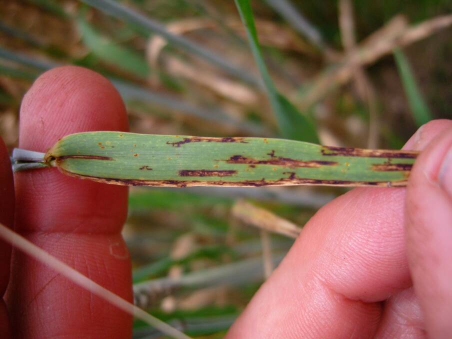 Barley growers in the lower Great Southern have been warned to monitor  crops for Net Type Net Blotch and to send in any samples to the Department of Agriculture   and Food to help confirm a new pathotype.