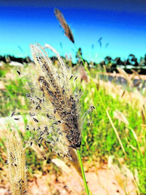 Feathertop Rhodes grass head showing shedding seed. Photographs by Agronomo.