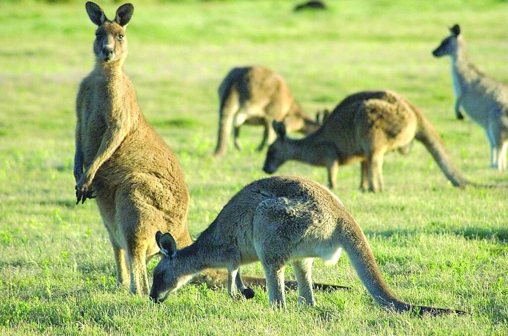 Mobs of kangaroos competing with stock for food and water are expected to become a problem after the State&#39;s biggest pet food company said it will no longer take WA kangaroo carcases.