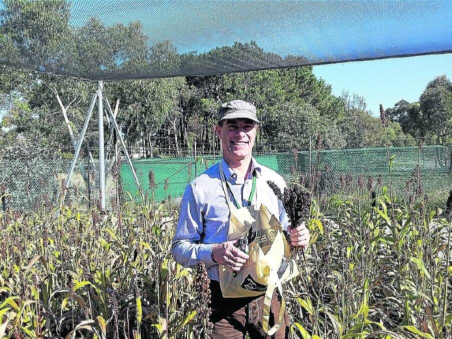 Curtin University Faculty of Health Sciences associate professor Stuart Johnson is behind research into sorghum and lupins as foods that can improve consumer health.