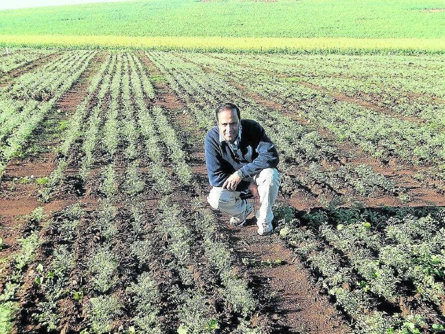 The University of WA's Institute of Agriculture director Professor Kadambot Siddique at one of his pulse crop trials in northern WA where pulse production is increasing, unlike in the Wheatbelt where a preference for cereals remains despite market demand.
