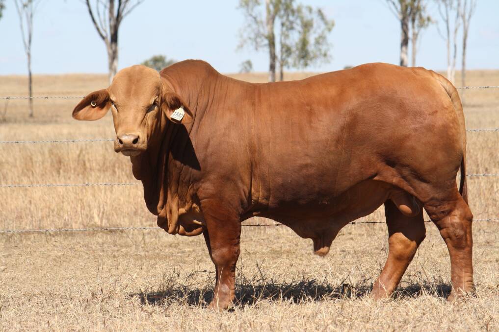 Wajatryn Industry (P), purchased by Munda Reds for $37,500 at the 2015 National Droughtmaster sale in Rockhampton, Queensland, will be one of 40 backup sires for an AI program involving 1200 Munda Reds cows.
