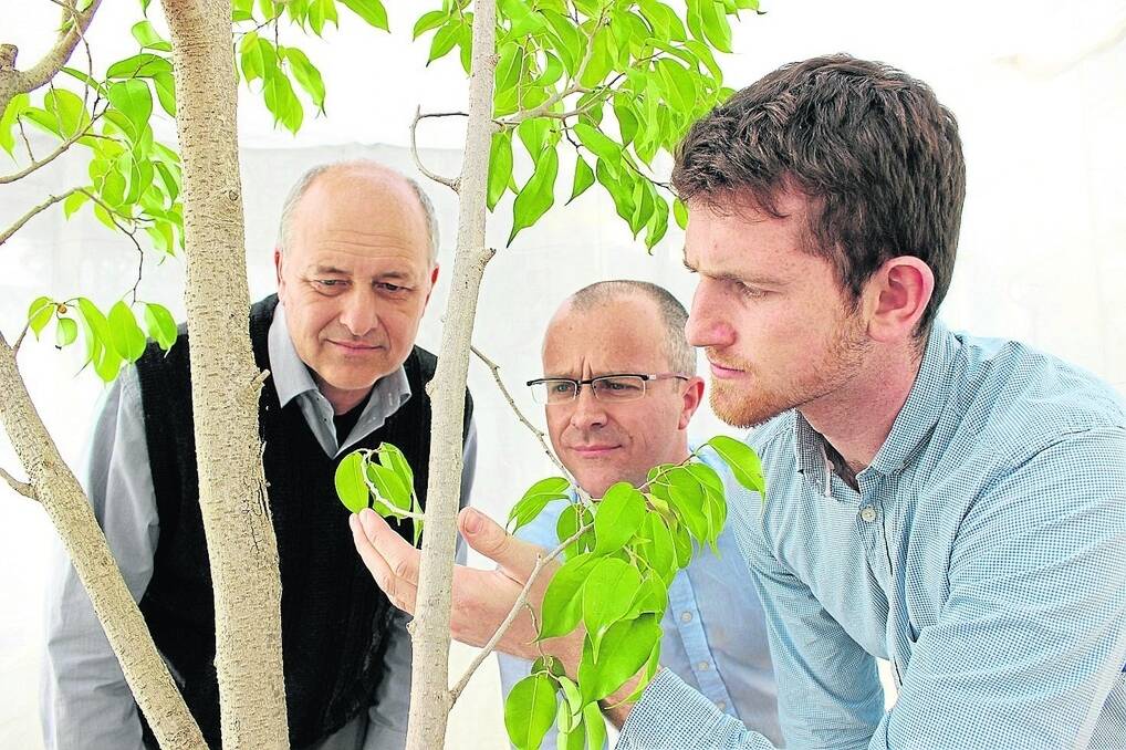 p DAFWA&#39;s horticulture department director David Windsor, Oxitec Ltd&#39;s GM biocontrol research and development group leader Neil Morrison and research scientist Ben Granville looking at medfly in a first-in-Australia trial of genetically engineered insects in Perth.