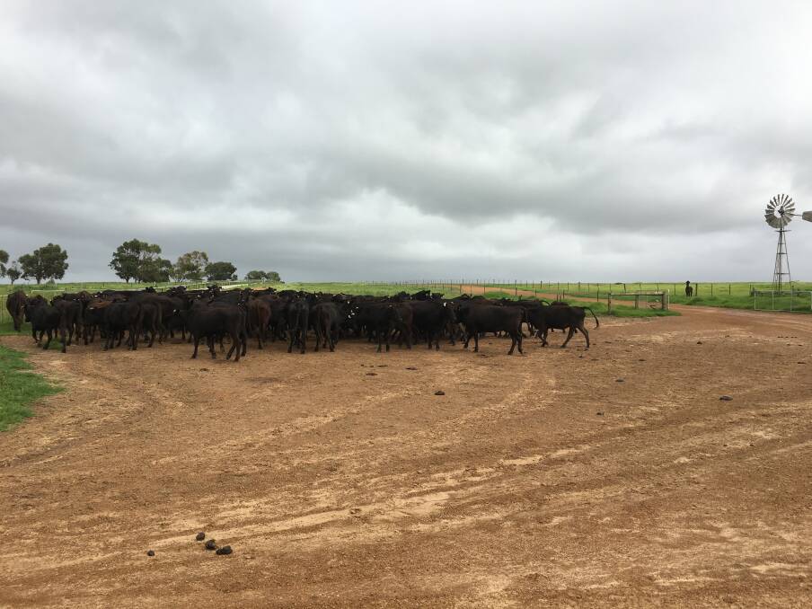 Impressive plans to ride the Wagyu wave