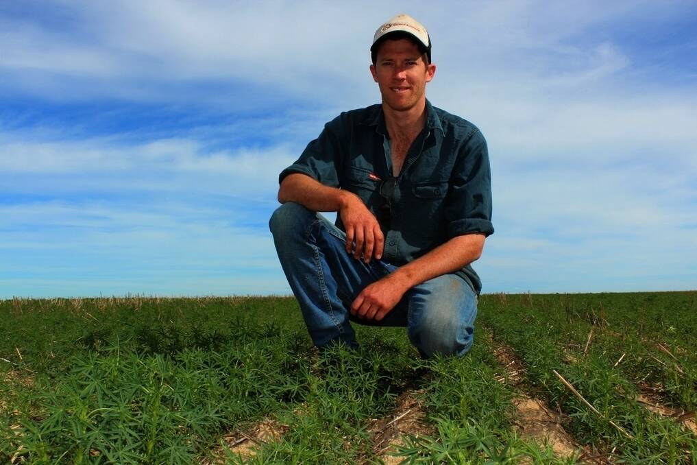 Mingenew grower Jared Heitman is impressed with PBA Jurien&#39;s vigour over other varieties he is growing on farm this year.