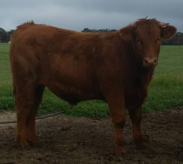 This quality Blonde d'Aquitaine-Shorthorn cross steer from the Popanyinning paddocks of Neil and Cobie Francis will go under the hammer for charity.