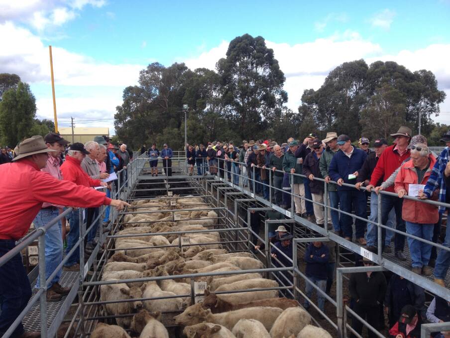 This month's Elders Boyanup store cattle sale will be held on Friday, July 15 and in the sale Elders is expecting to yard about 1000 head.
