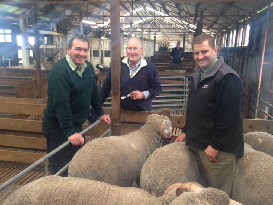 Landmark stud and commercial sheep manager Tom Bowen (left), Anglesey Merino stud principal Geoff Shepherdson, Gnowangerup and Landmark NSW stud stock representative Rick Power, looking over Anglesey sires displayed.
