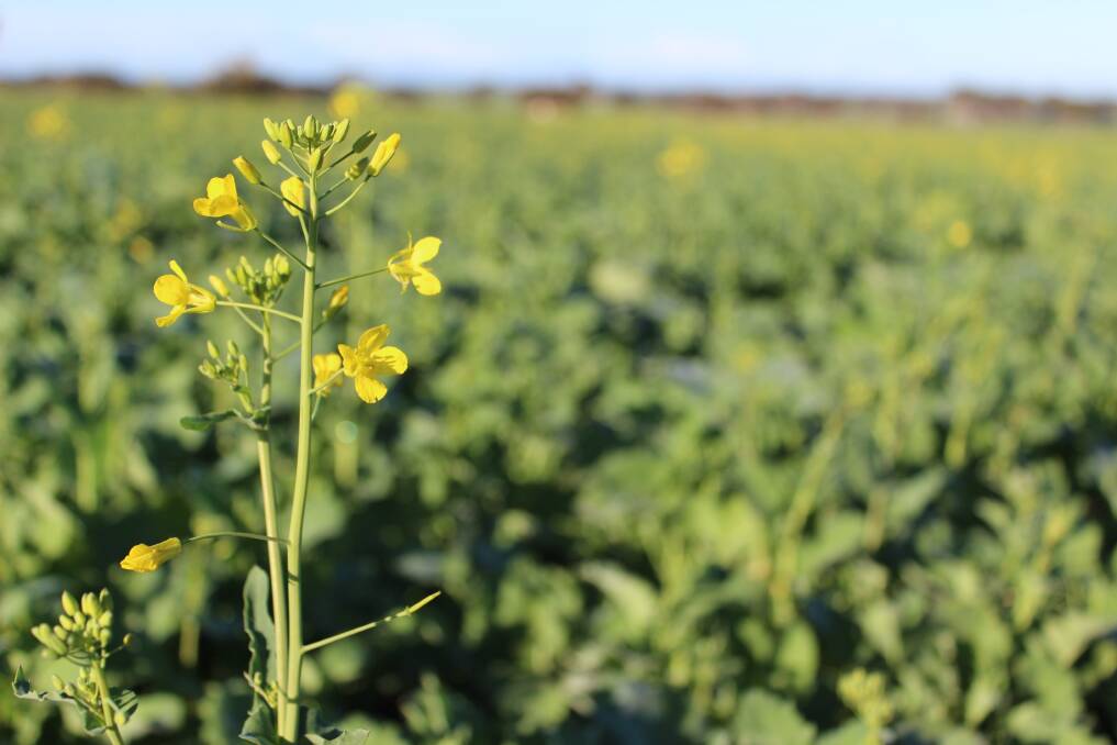 Sclerotinia fungicide trialled in Moora