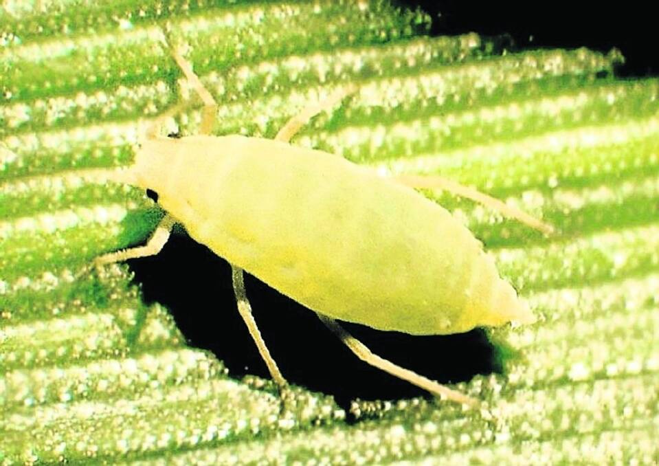 Murdoch University research could help to breed plant resistance to Russian wheat aphid. Photo courtesy of Kansas Department of Agriculture Bugwood.