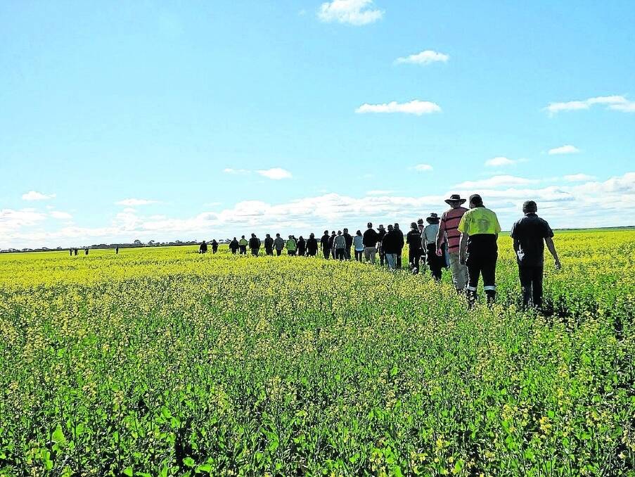 Growers have a close look at trials during the field walk in Grass Patch.