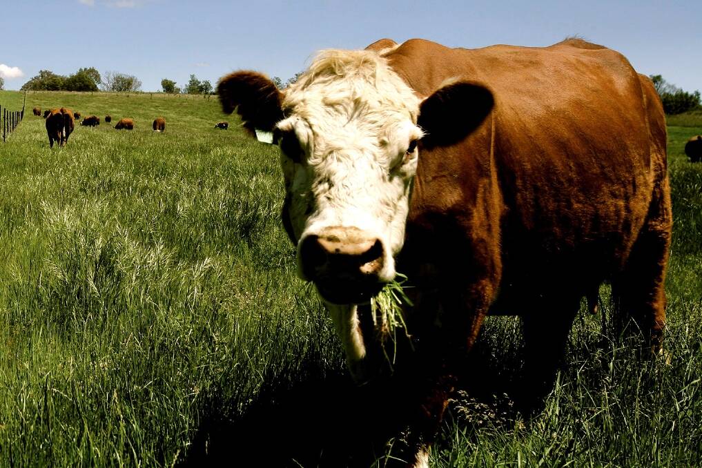 GM pastures tipped as the way forward