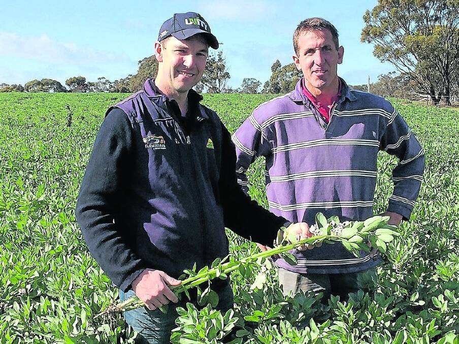CRT Farmworks agronomist Tom McInerney (left), with Gnowangerup Community Crop Committee member Wayne Pech in the Fiesta faba bean crop the committee has planted this year to raise funds for improvements to the local sporting complex.